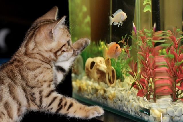 猫ときれいな水槽