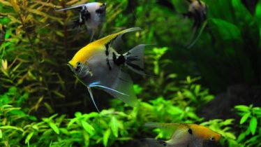 エンゼルフィッシュが泳ぐ水槽