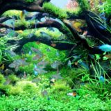 水草水槽