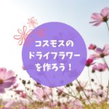 秋桜（コスモス）のドライフラワーを作る方法｜繊細な花を楽しもう！