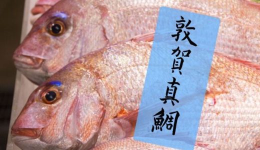敦賀真鯛とは？敦賀湾で育てられた新名物。引き締まった身が絶品！