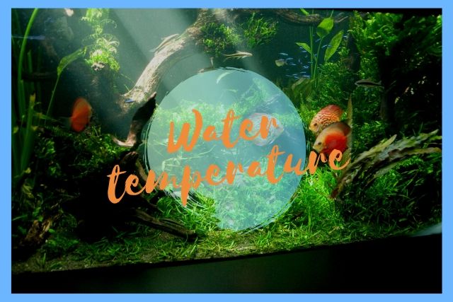 水温計のおすすめ6選｜水槽の用途別にご紹介【メダカ・水草・熱帯魚】 | INORIS（イノリス）
