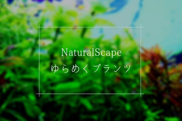ニッソー ゆらめくプランツ」は自然に見えるシリコン製の人工水草 | INORIS（イノリス）