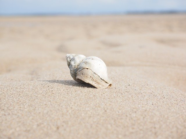 砂と貝殻