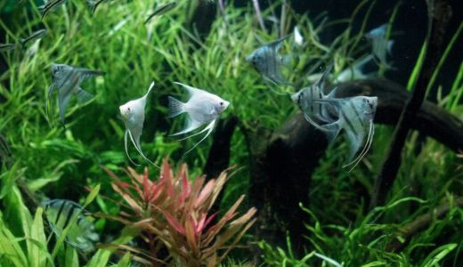 アクアリウムのpHって何？淡水魚飼育で知っておきたい基本と調整法