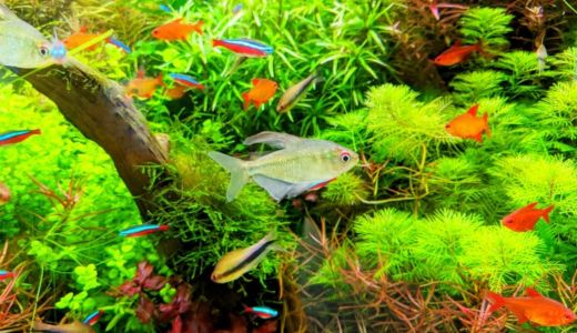 水槽のpH測定道具、どれを選ぶ？3種類の特徴と選び方をやさしく解説