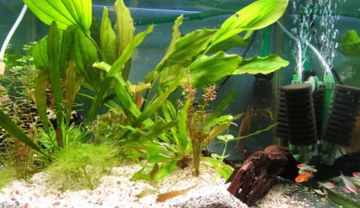 水換えの前後にpHを測るべき理由｜魚の調子を左右する水質管理のコツ