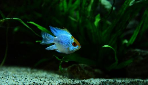 水槽台とは？普通の棚やテーブルではダメな理由