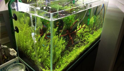 どの水槽台を選べばいい？スチール・木製・キャビネット型の特徴を比較