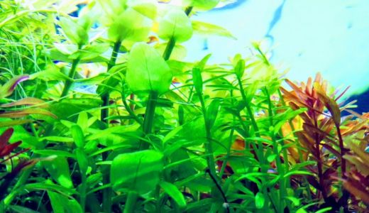 水槽台のサイズと耐荷重、どう選ぶ？水槽サイズ別の目安を一覧で解説