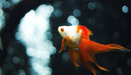 水槽台の設置場所で気をつけること｜床への影響と住環境別の注意点まとめ