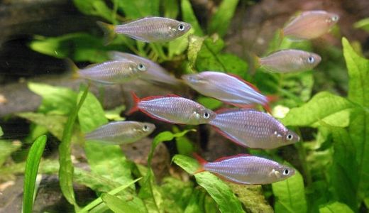 水槽サイズ別おすすめ水槽台｜30cm・45cm・60cm・90cm以上の選び方と厳選アイテム