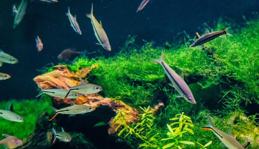 市販品 vs. 自作（DIY）水槽台、どちらがおすすめ？