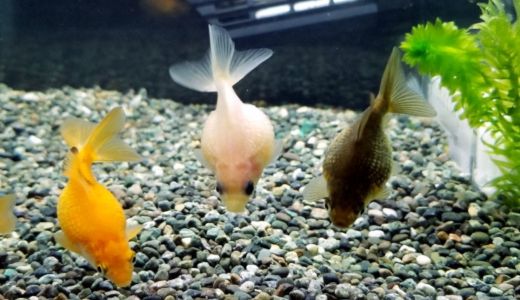 底床材の種類を総まとめ｜砂・砂利・ソイル・溶岩石系などの違い