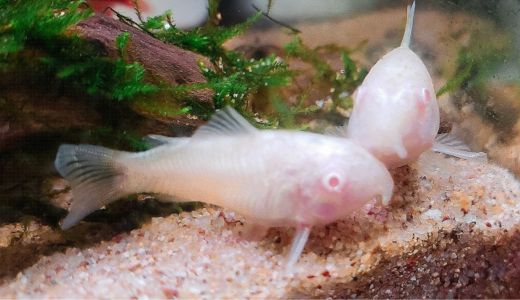 コリドラス・ドジョウ飼育で底床材が重要な理由とおすすめの選択肢