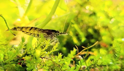 ミナミヌマエビが繁殖した！抱卵から稚エビ育成、混泳リスクまで