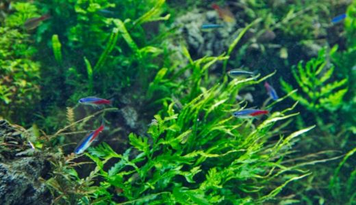 小型カラシンとコケ取り生体の混泳、相性について｜組み合わせ表と失敗例
