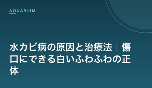 水カビ病の原因と治療法｜傷口にできる白いふわふわの正体